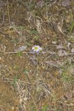 Robin's Plantain, Erigeron pulchellus