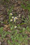 Robin's Plantain, Erigeron pulchellus