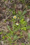 Robin's Plantain, Erigeron pulchellus