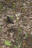 Robin's Plantain, Erigeron pulchellus