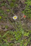 Robin's Plantain, Erigeron pulchellus