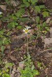 Robin's Plantain, Erigeron pulchellus