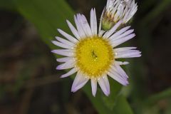 Robin's Plantain