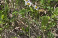 Robin's Plantain, Erigeron pulchellus