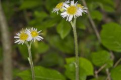 Robin's Plantain, Erigeron pulchellus