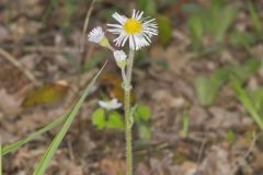Robin's Plantain, Erigeron pulchellus