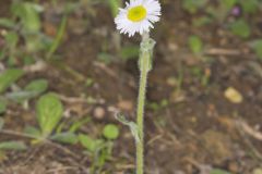 Robin's Plantain, Erigeron pulchellus