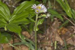 Robin's Plantain, Erigeron pulchellus