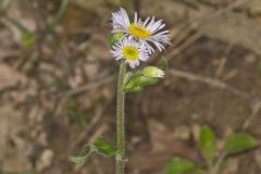 Robin's Plantain, Erigeron pulchellus