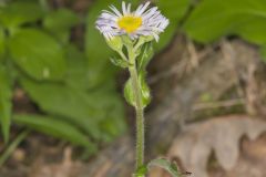 Robin's Plantain, Erigeron pulchellus