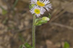 Robin's Plantain, Erigeron pulchellus