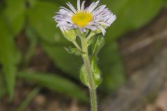Robin's Plantain, Erigeron pulchellus