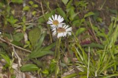 Robin's Plantain, Erigeron pulchellus