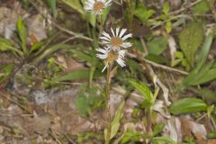 Robin's Plantain, Erigeron pulchellus