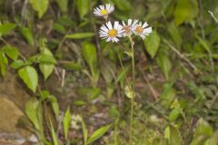 Robin's Plantain, Erigeron pulchellus
