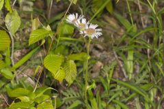 Robin's Plantain, Erigeron pulchellus