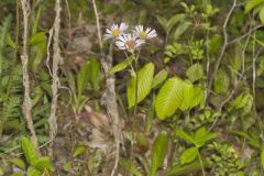 Robin's Plantain, Erigeron pulchellus