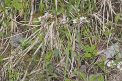 Robin's Plantain, Erigeron pulchellus