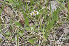 Robin's Plantain, Erigeron pulchellus