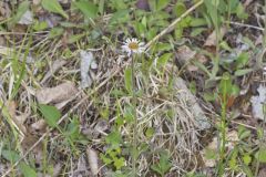 Robin's Plantain, Erigeron pulchellus