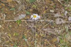 Robin's Plantain, Erigeron pulchellus