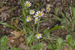 Robin's Plantain, Erigeron pulchellus