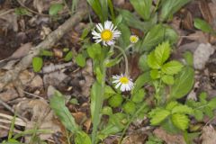 Robin's Plantain, Erigeron pulchellus