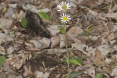 Robin's Plantain, Erigeron pulchellus
