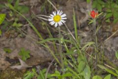 Robin's Plantain, Erigeron pulchellus