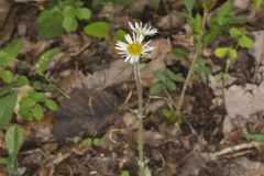 Robin's Plantain, Erigeron pulchellus
