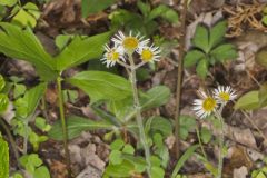 Robin's Plantain, Erigeron pulchellus