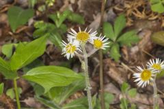 Robin's Plantain, Erigeron pulchellus