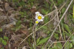 Robin's Plantain, Erigeron pulchellus