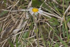Robin's Plantain, Erigeron pulchellus