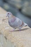 Rock Dove, Columba livia