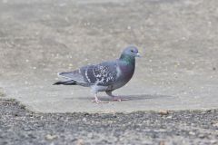 Rock Dove, Columba livia