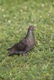 Rock Dove, Columba livia