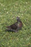 Rock Dove, Columba livia