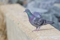 Rock Dove, Columba livia