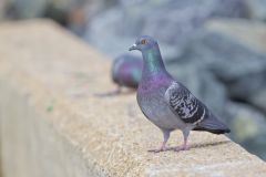 Rock Dove, Columba livia