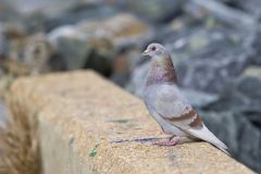 Rock Dove, Columba livia