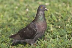 Rock Dove, Columba livia