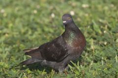 Rock Dove, Columba livia