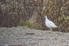 Rock Ptarmigan, Lagopus muta
