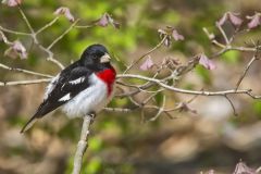 Rose-breasted Grosbeak, Pheucticus ludovicianus