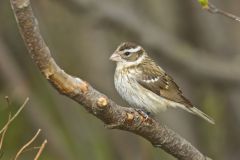 Rose-breasted Grosbeak, Pheucticus ludovicianus