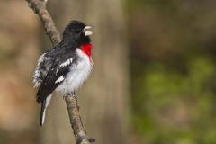 Rose-breasted Grosbeak, Pheucticus ludovicianus