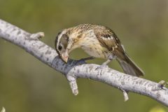Rose-breasted Grosbeak, Pheucticus ludovicianus