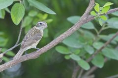 Rose-breasted Grosbeak, Pheucticus ludovicianus