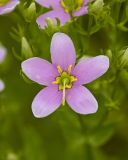 Rose Pink, Sabatia quadrangula